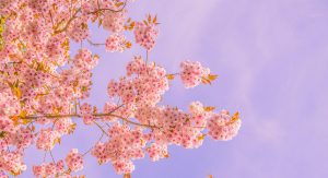 Tips for Managing Stress Effectively
